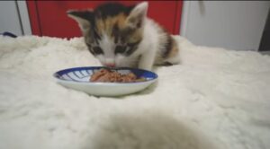 Gattina salvata mangia un pasto in casa per la prima volta (VIDEO)