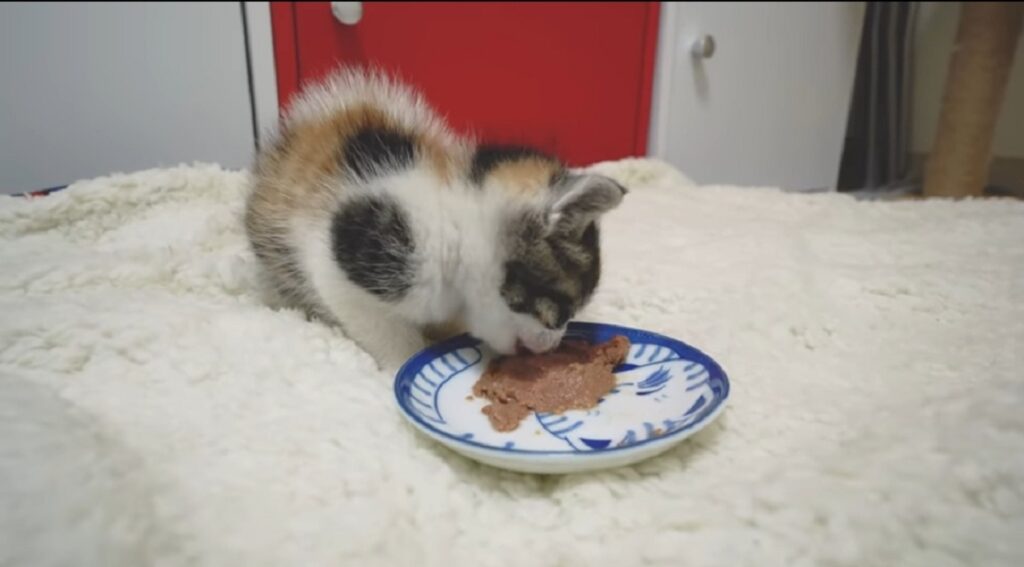 gattina mangia in casa per la prima volta 