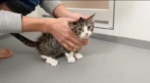 Il gattino Coco fa il bagno per la prima volta (VIDEO)