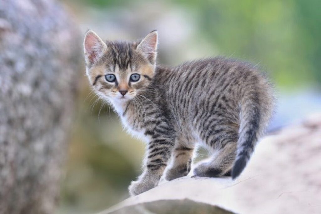 gatto rinchiuso in casa per due settimane