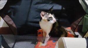 Un gatto di strada viene accolto in casa per la prima volta (VIDEO)