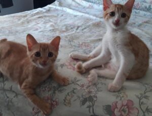 Ginger e Frida, sfortunati cuccioli in cerca di amore