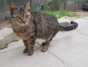 Adozione di coppia per Henrietta e Hana due gattine piene di amore
