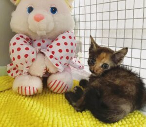 Iris è piccola ma impaziente di trovare una nuova casa in cui crescere