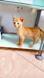 Kovu, lo splendido gattino dagli occhi dolci cerca una famiglia