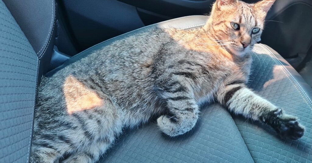 gattino in macchina