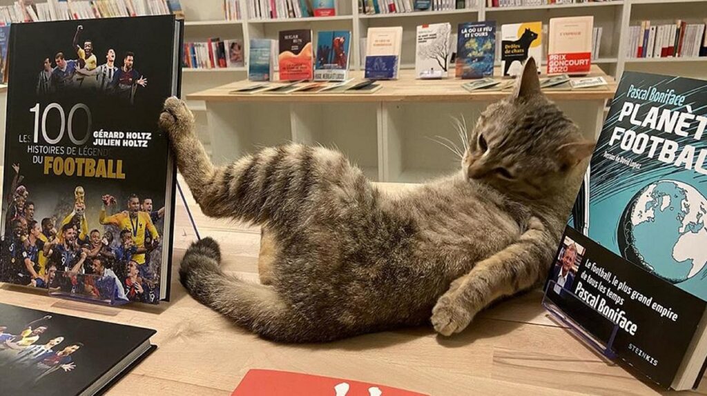 libreria in provenza con gatti