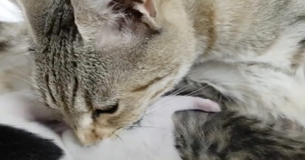 Mamma gatta si prende cura dei suoi gattini
