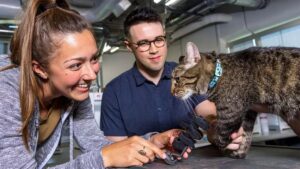Olive: la gatta con 3 zampe salvata da 5 studenti di ingegneria