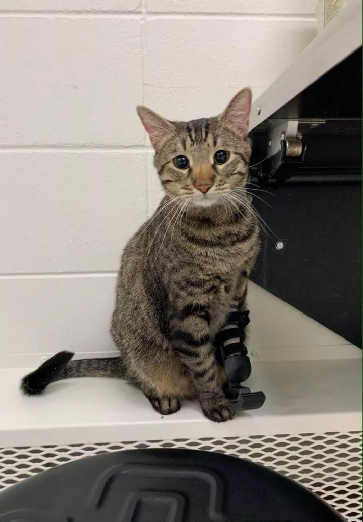 gatta grigia con protesi