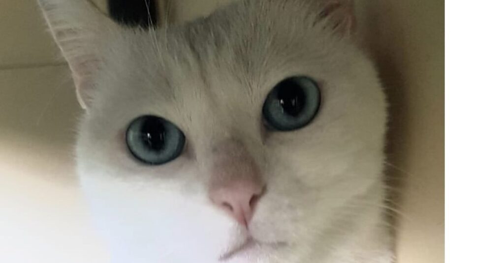 gattino bianco che osserva
