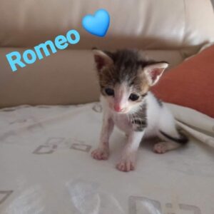 Romeo, il gattino abbandonato nella spazzatura cerca casa