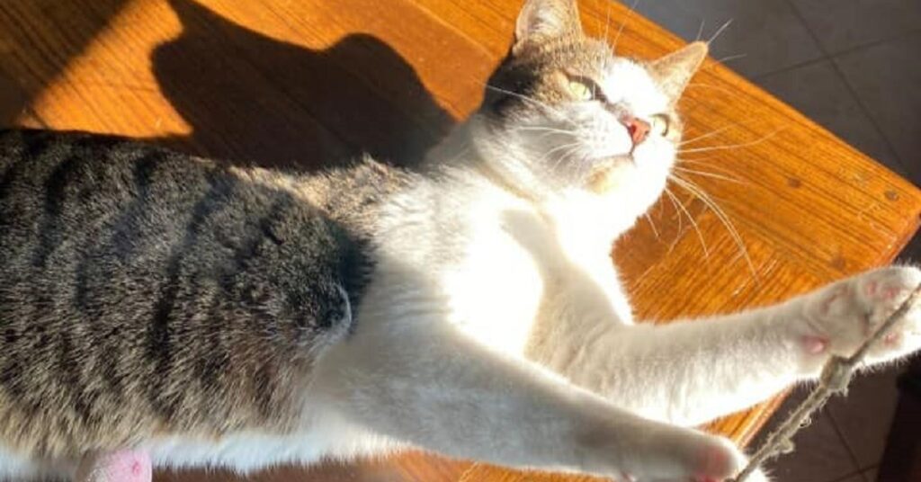 gattino steso al sole