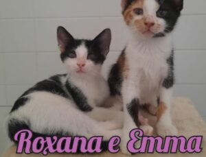 Roxana ed Emma: doppia adozione del cuore per due gattine speciali