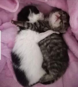 Sake e Sakura, i meravigliosi gattini nati con tre zampe sono sopravvissuti