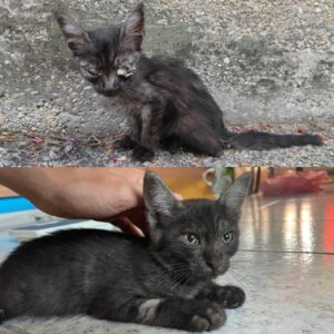 Stella, la gattina trovata morente per strada cerca casa