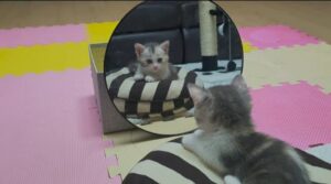Una tenera gattina si guarda allo specchio per la prima volta (VIDEO)