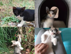 Tigro, Cloe, Punto e Virgola: quattro deliziosi gattini in cerca di una famiglia