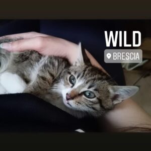 Wild, il tenero gattino con un forte desiderio: aiutiamolo