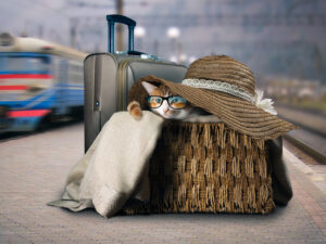 5 accessori che faranno viaggiare il tuo gatto come se fosse un vero divo