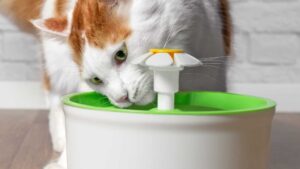 5 accessori hi-tech per il gatto, i migliori per Micio