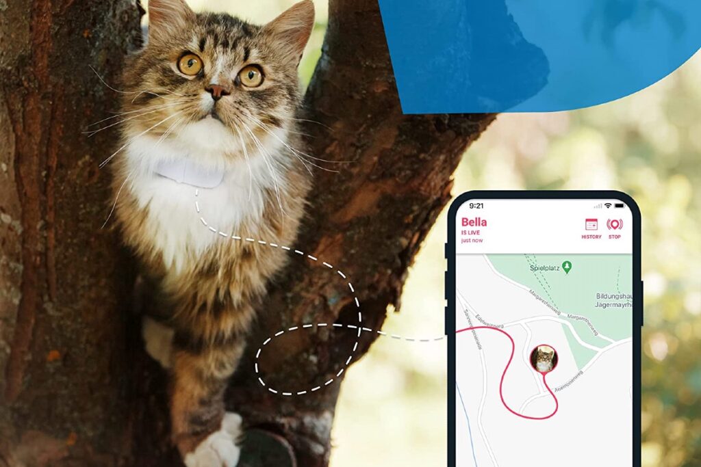 collare gps per gatto