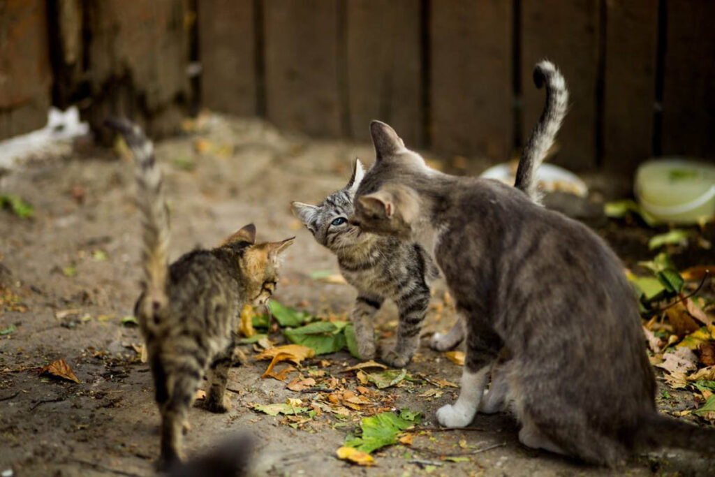 gatta e gattini grigi