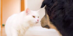 Adorabili gattini incontrano un cane per la prima volta (VIDEO)
