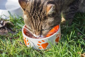 gatto che mangia all'aperto
