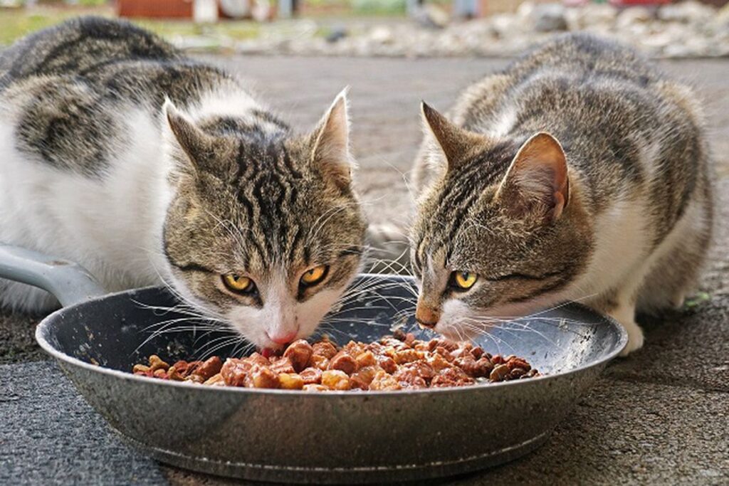 gatti dividono la ciotola