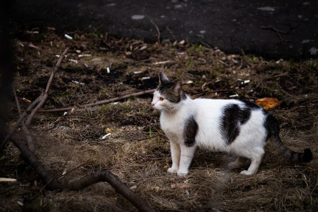 gattino in giardino