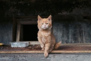 Come faccio ad allontanare il gattino dai gatti randagi?