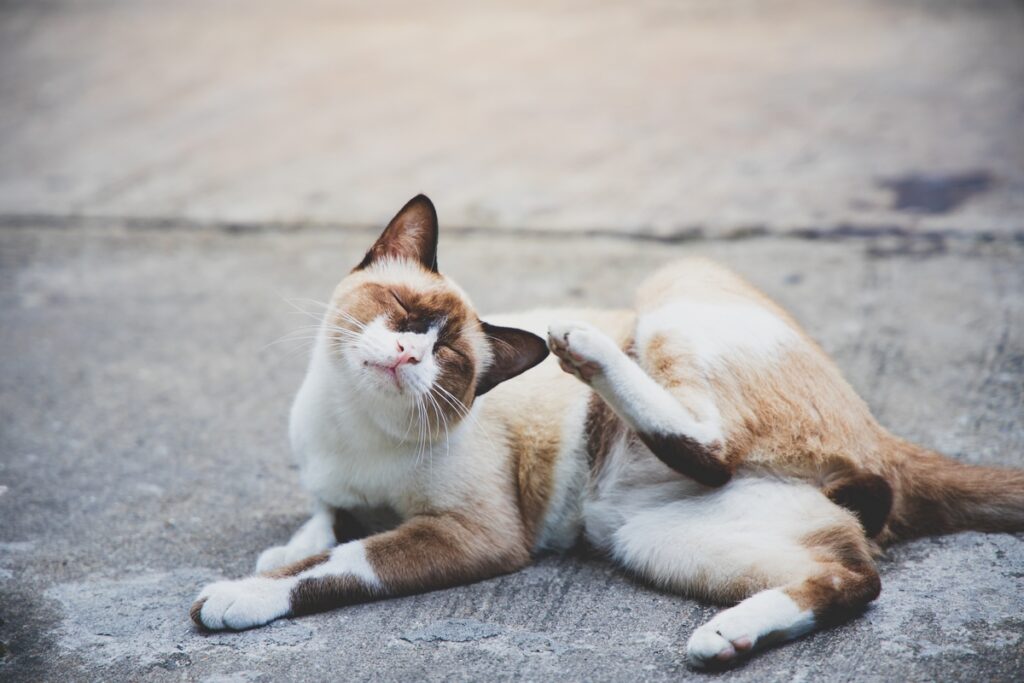 gatto per strada