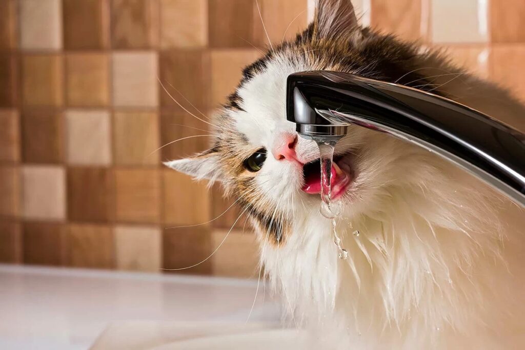 gatto beve acqua corrente