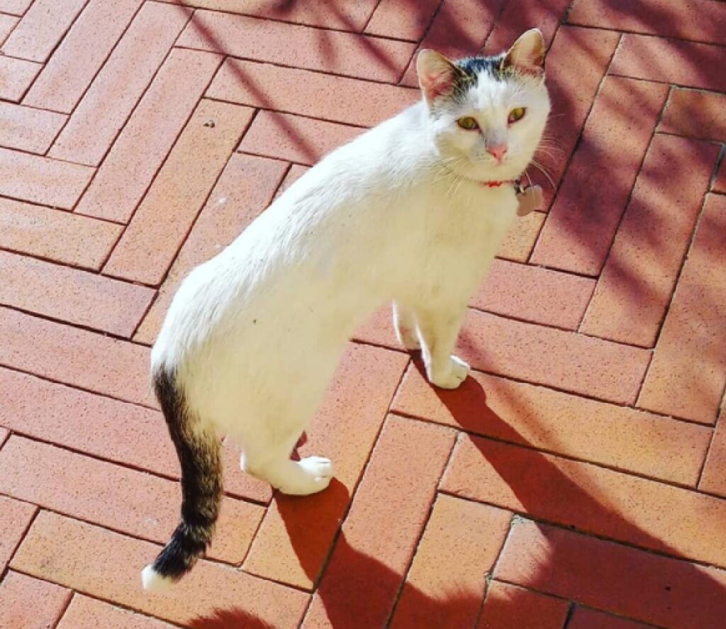 gatto bianco macchia su coda