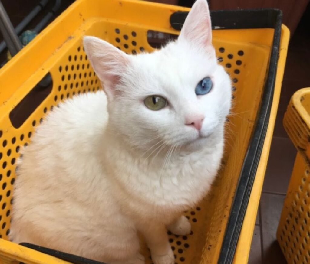 gatto bianco eterocromia cestino giallo