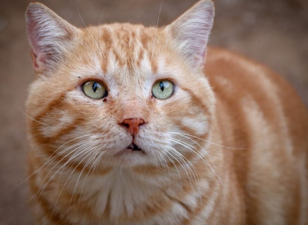 gatto rosso chiaro labbro ritirato