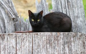 Chirignago, il gatto Newton sparisce misteriosamente, per la famiglia è un colpo al cuore