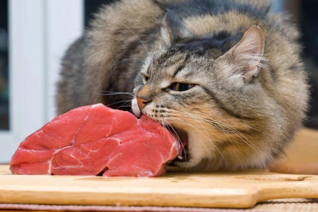 gatto morde carne cruda