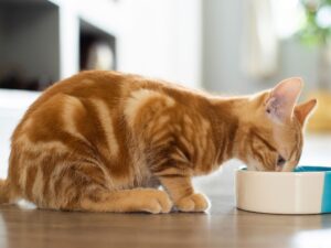 Cibi che aiutano il gatto a digerire, i migliori per Miao