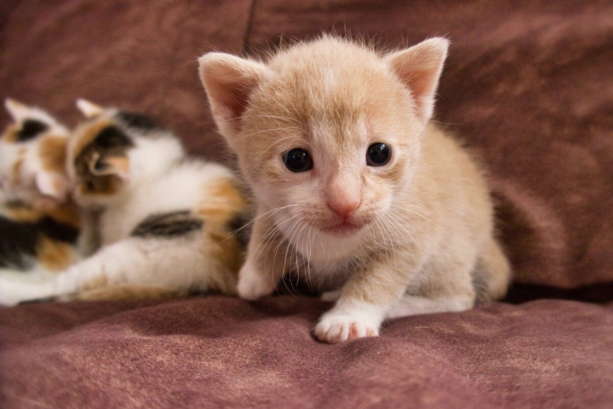 gatti cuccioli