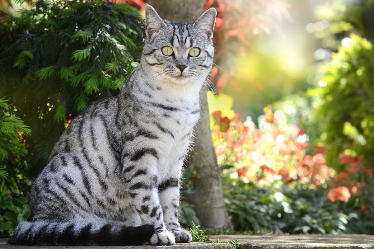 gatto in giardino