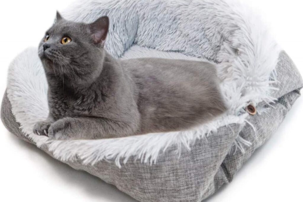 gatto nella cuccia di peluche