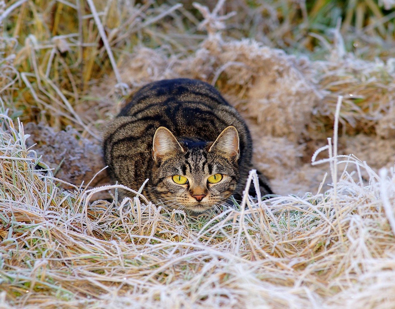 gatto punta una preda