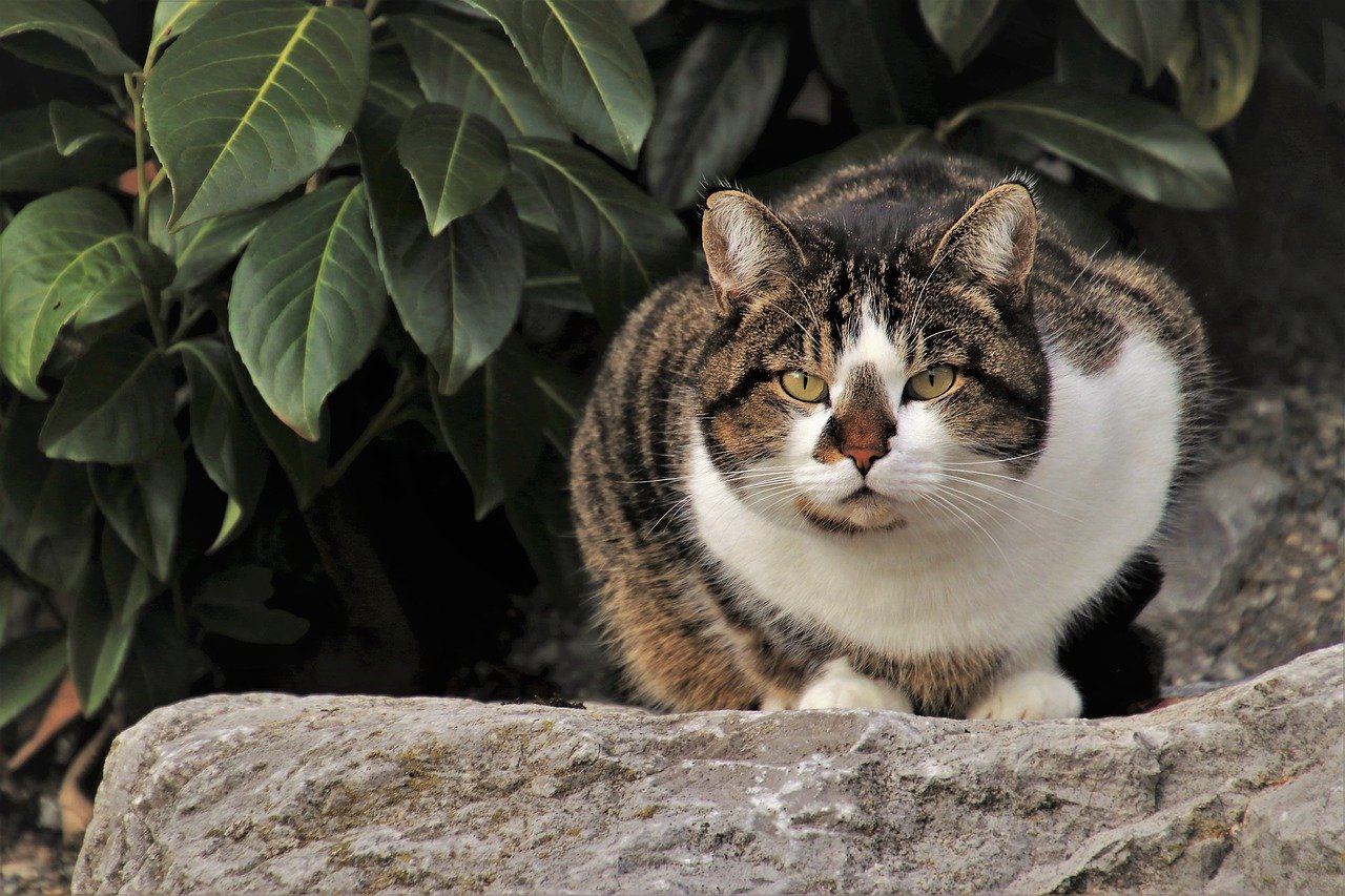 gatto si concentra 