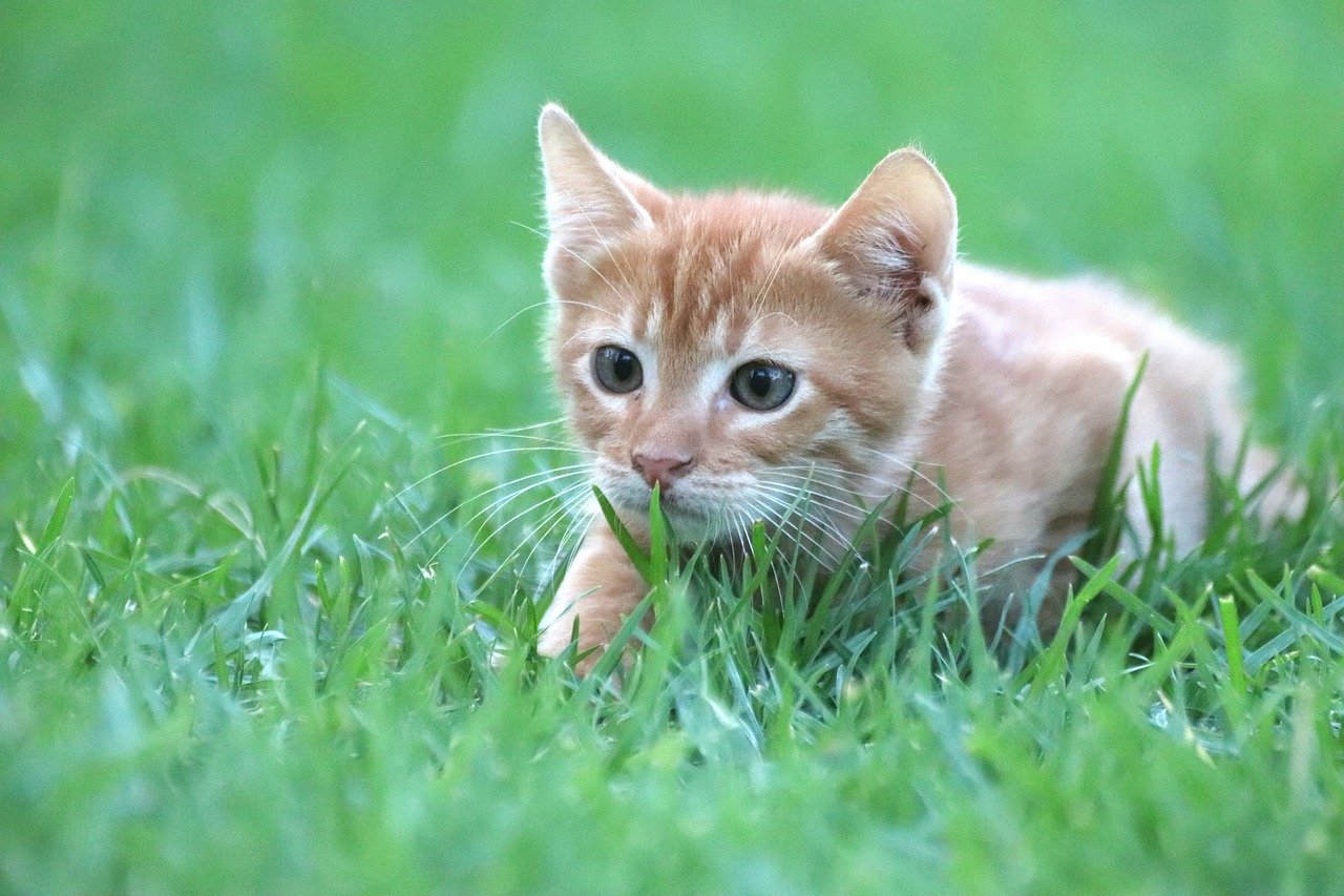 gattino cucciolo nel prato