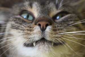 5 cose per pulire i denti del tuo gatto di cui non potrai fare a meno