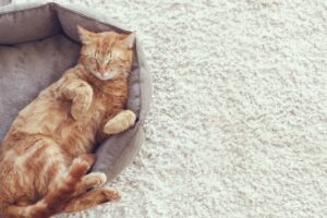5 cucce aperte per il gatto, comode e confortevoli per Miao