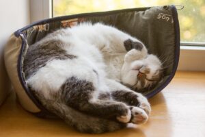 5 cucce estive per il gatto che vuole riposare bene, anche in estate