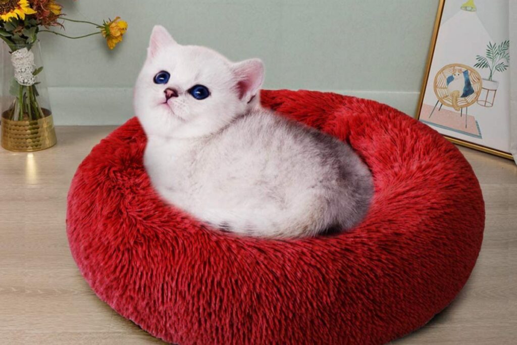 gattino bianco su un cuscino rosso